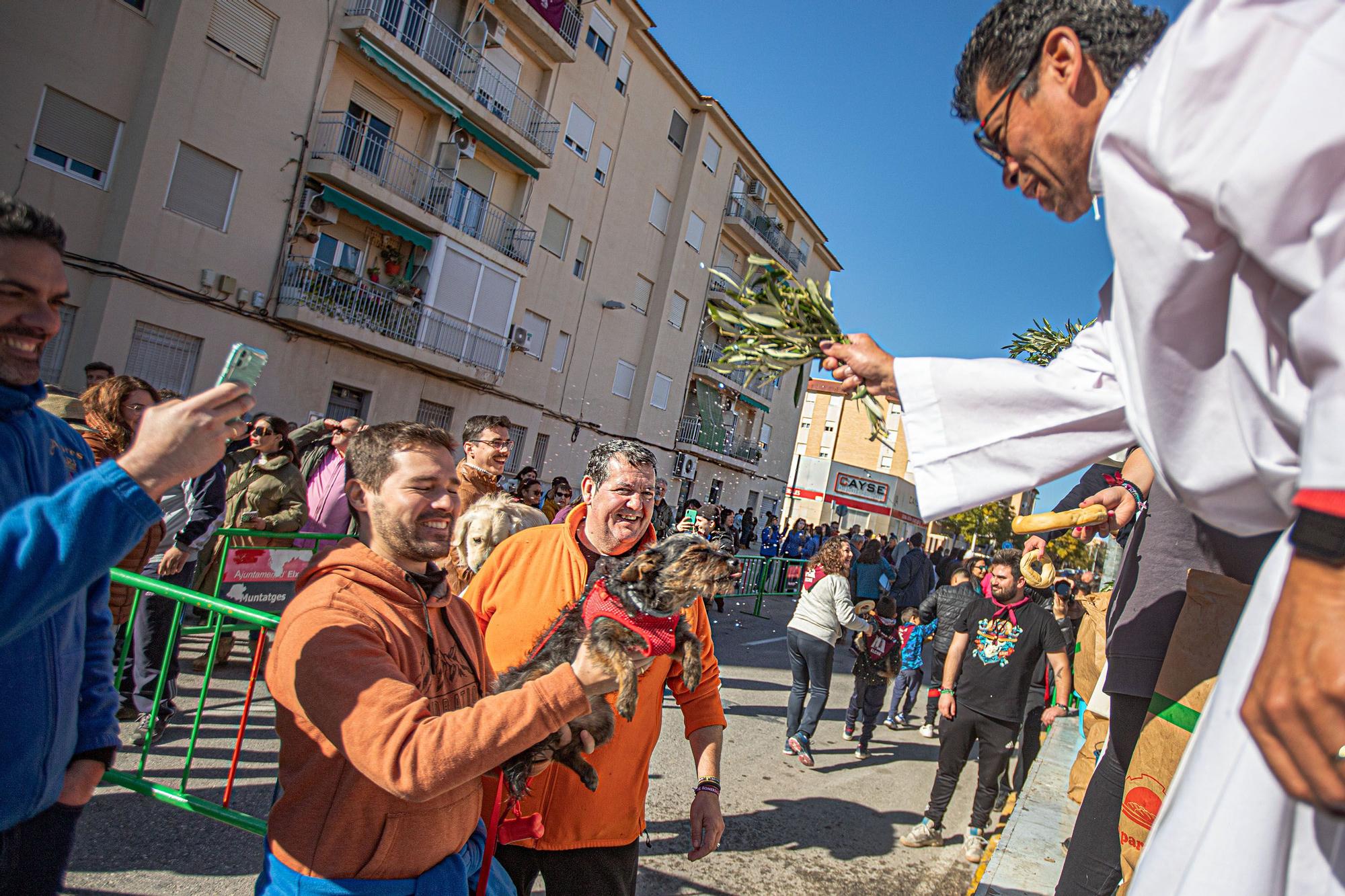 Romería y Bendición de animales en San Antón de Elche