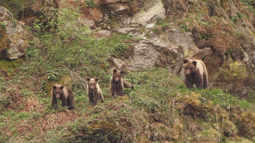 El plan para &#039;salvar&#039; al oso del cambio climático: 150.000 árboles y campañas para evitar &quot;sustos&quot; con senderistas y cazadores