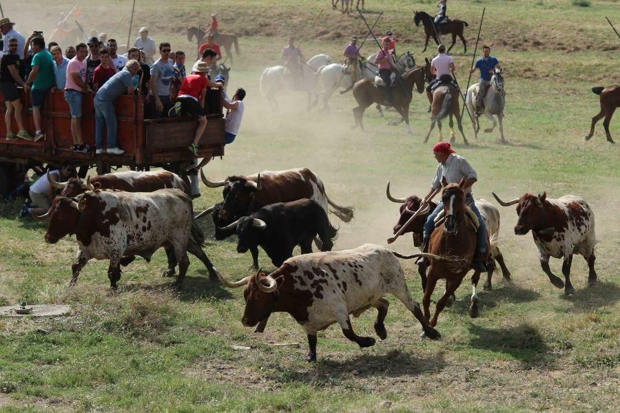 Segundo espante de Guarrate, con un caballista her