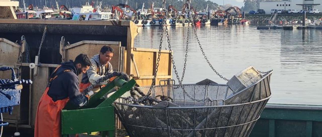 Encordado de mejilla en un barco amarrado en el puerto de O Corgo ( O Grove), la semana pasada.