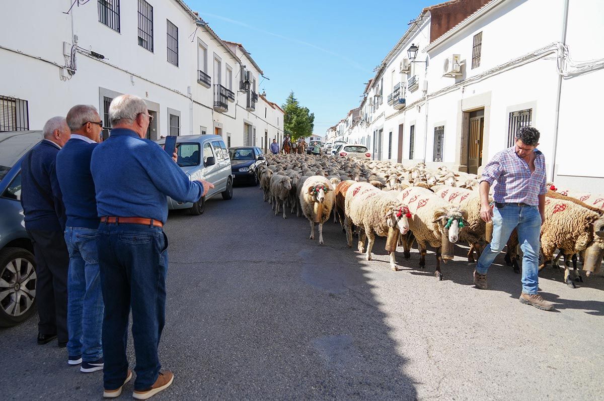 Día de las trashumancia en Belalcázar
