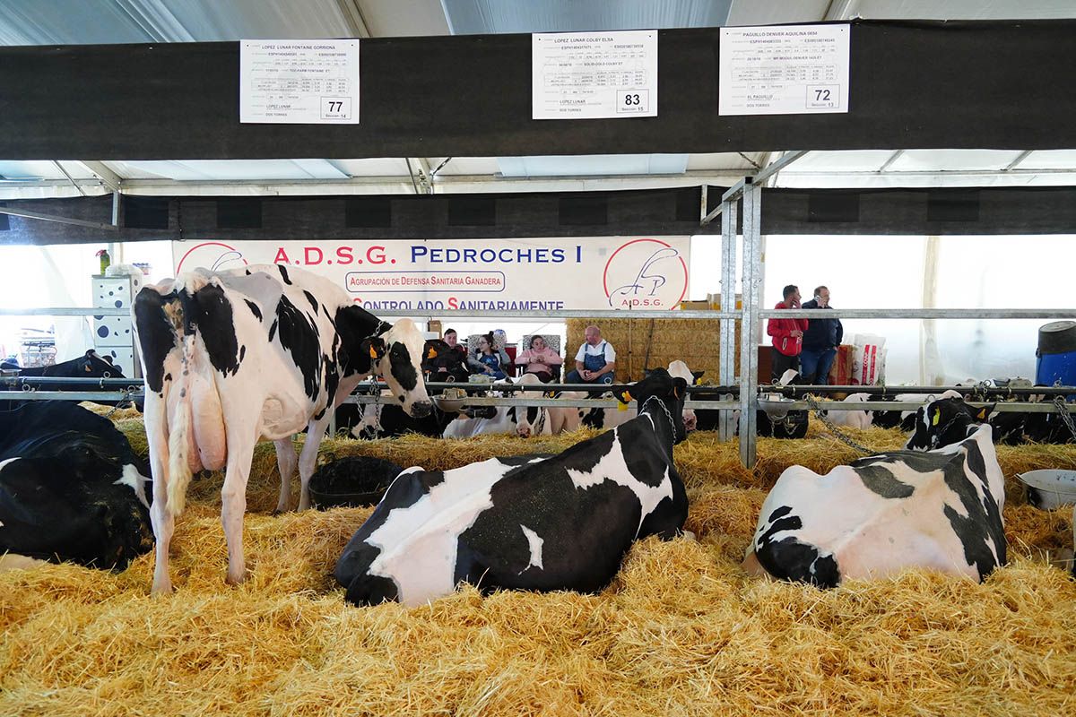 Abre la feria de vacuno de leche Usías Holsteins de  Dos Torres