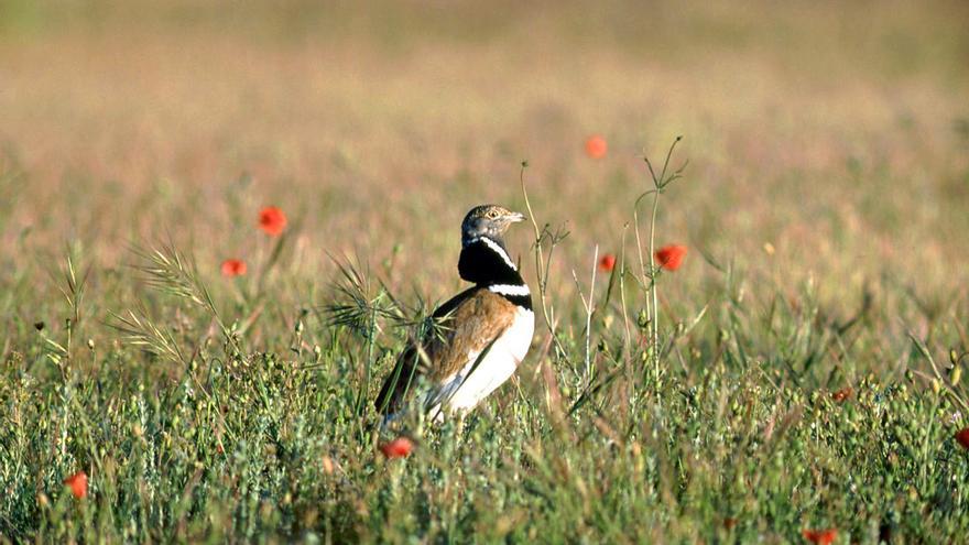 Campaña para preservar las aves agrarias, en fuerte declive