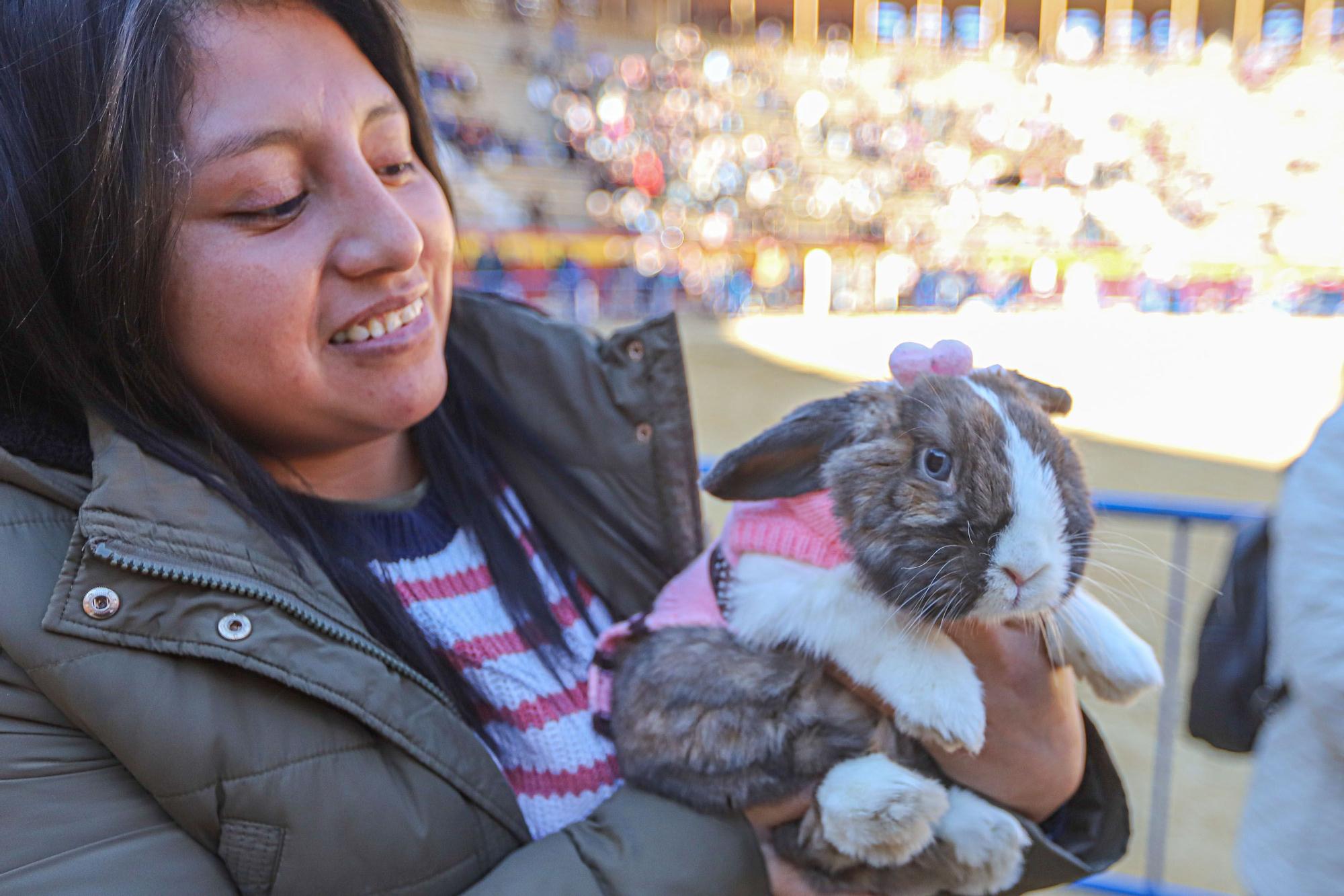 Concurso ecuestre y Bendición de animales por San Antón en Alicante