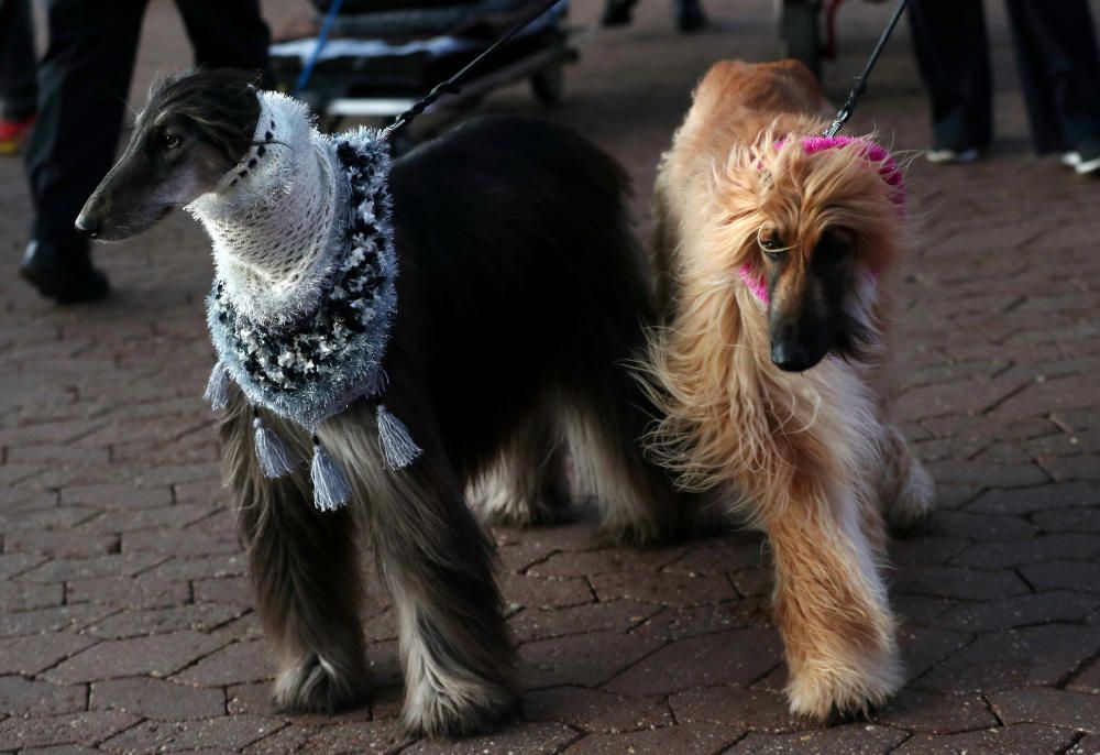 Crufts 2019: L'exhibició de gossos més gran del món