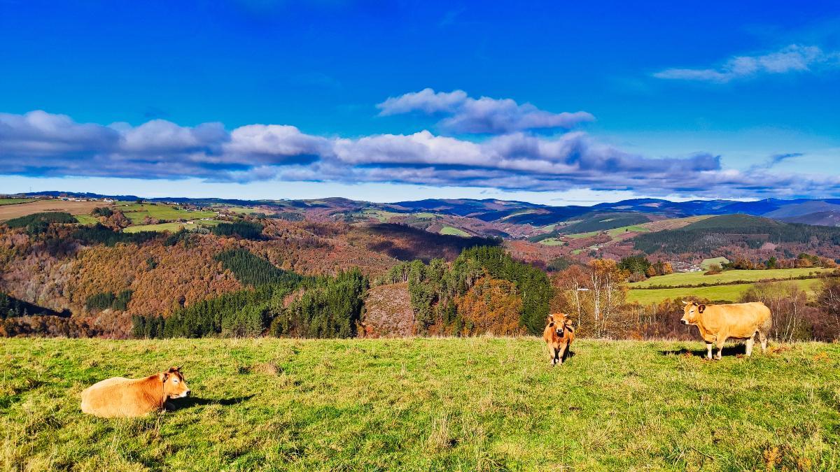 Ganado en Santa Eulalia de Oscos, Asturias.