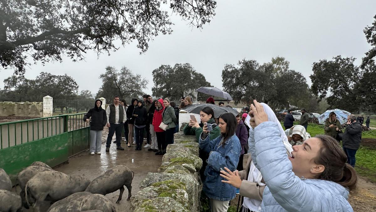 Los alumnos toman imágenes de los cerdos en una explotación de Los Pedroches.