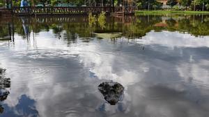 Un caiman, junto al centro comercial de Itá. 