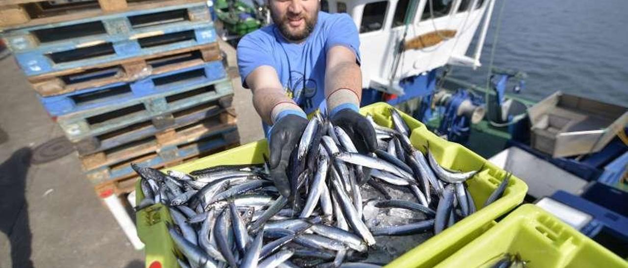 Un marinero muestra la frescura de bocartes recién pescados.