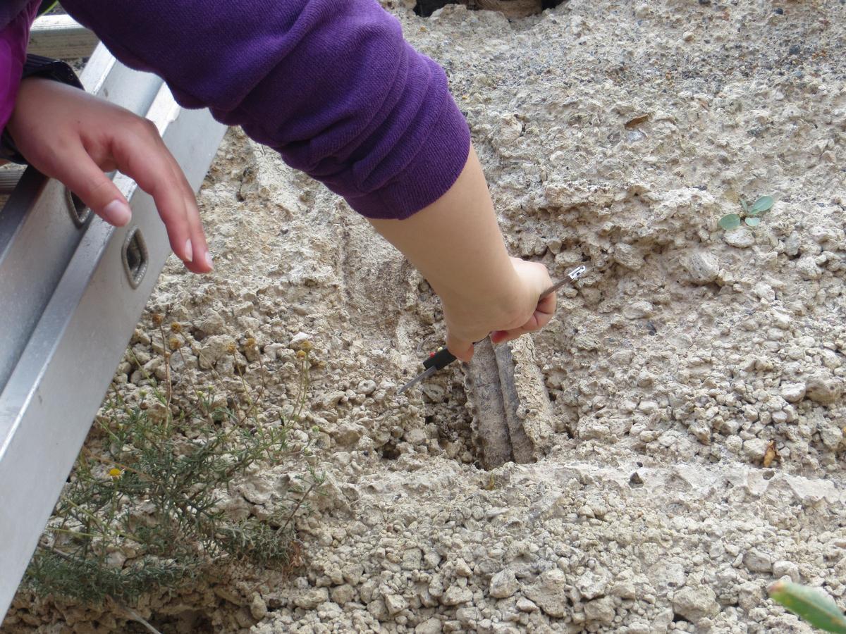 Parte del molde del tallo de cardón hallado en un yacimiento cerca de Candelaria, en el sur de Tenerife.
