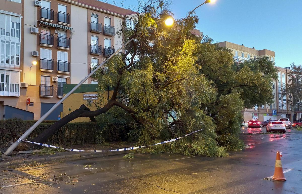 Imagen de los daños provocados por la borrasca Bernard en Andalucía, y que ha arrancado árboles de cuajo a su paso por localidades como Lepe (Huelva).