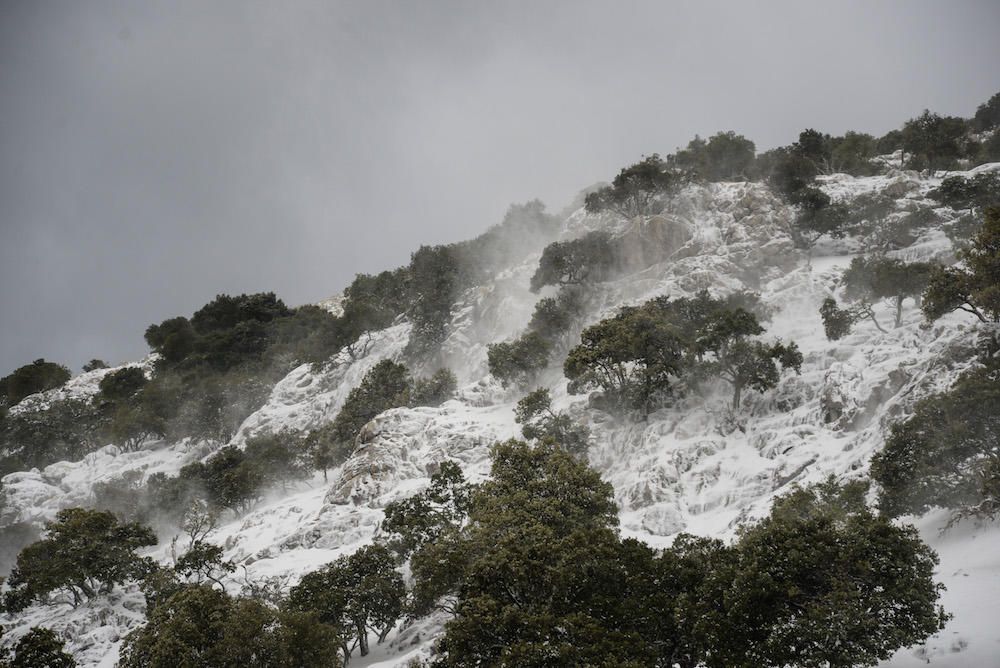 Der frühe Schnee hat am Samstag (2.12.) zahlreiche Insulaner in die Tramuntana gelockt, wo es die seltene Gelegenheit zu Schneeballschlachten oder zum Bau von Schneemännern gab.