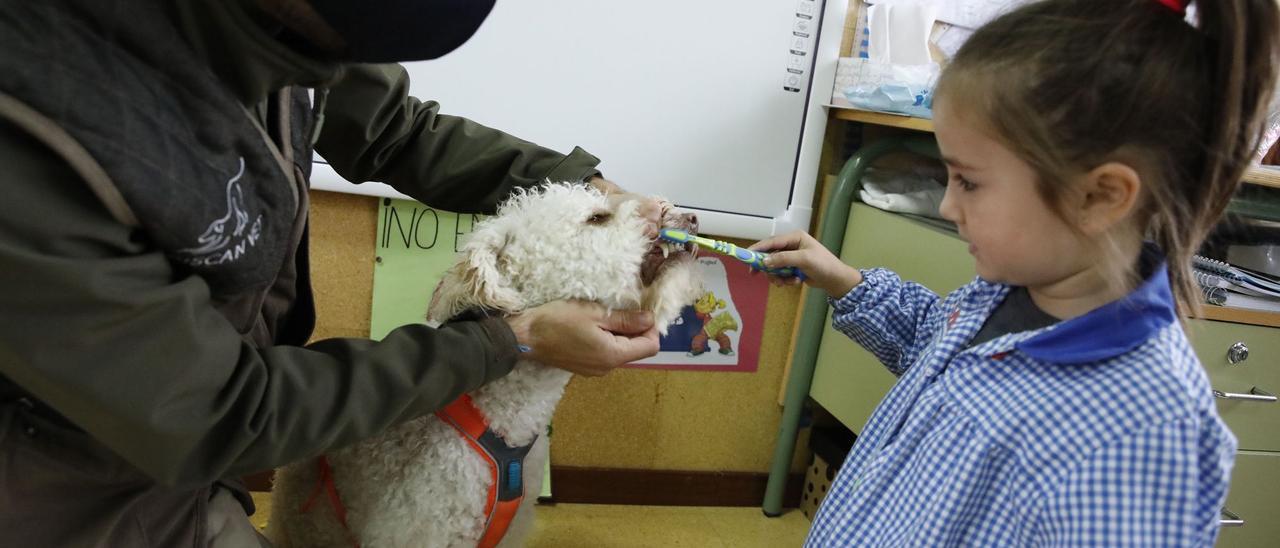 Los niños de un colegio de Gijón aprenden a lavarse los dientes con perros