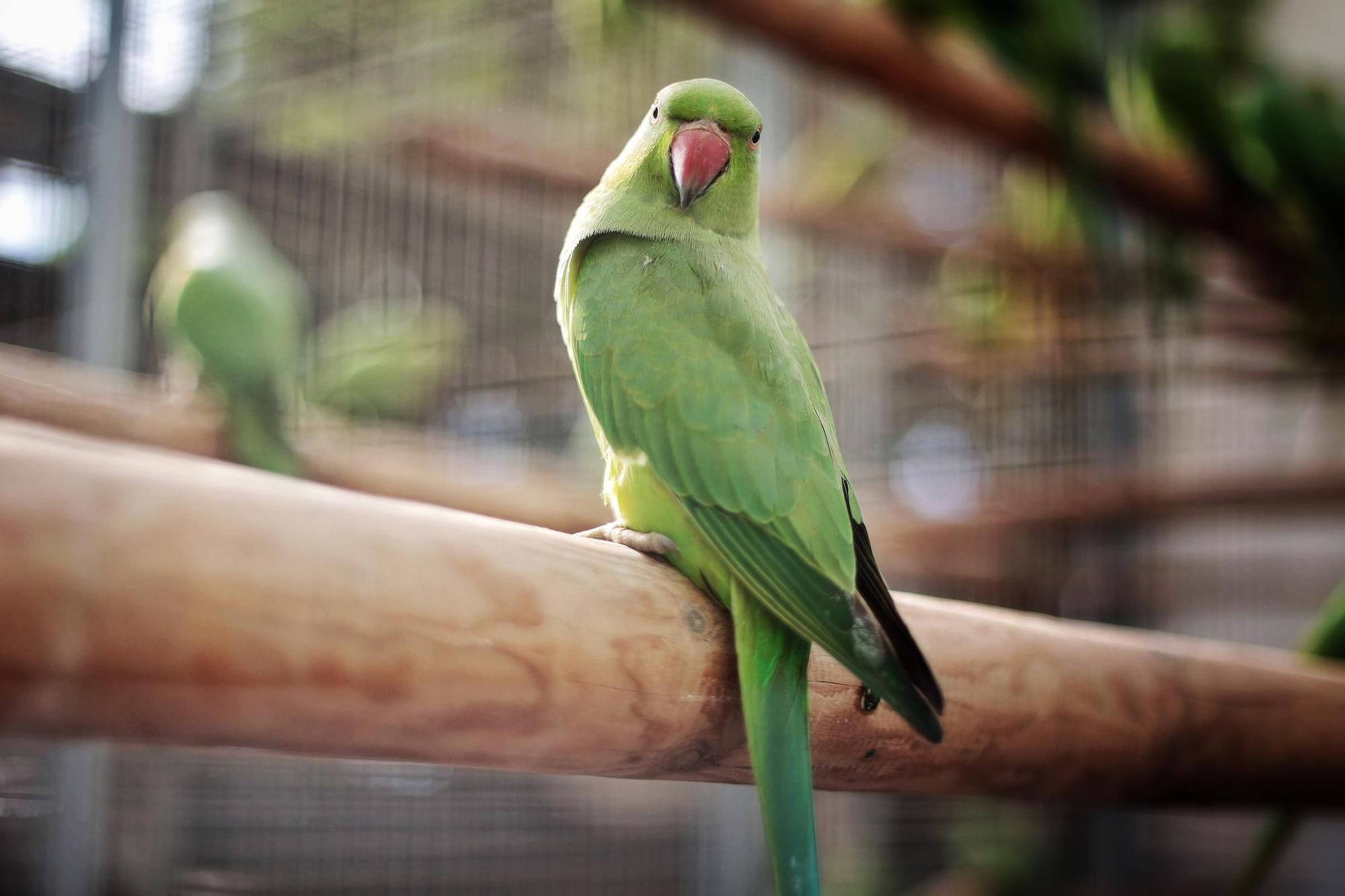 Centro de Fauna Exótica de Santa Cruz