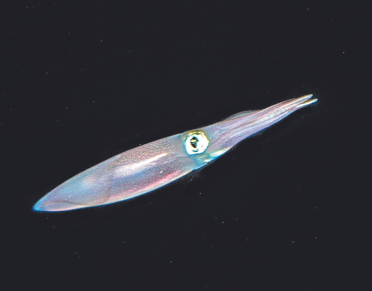 La mirada de Joan Costa. Dominical 23 de noviembre de 2025