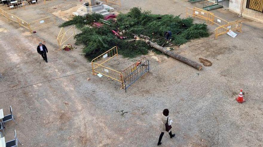 Betxí tala el pino plantado hace tres décadas en la plaza Mayor