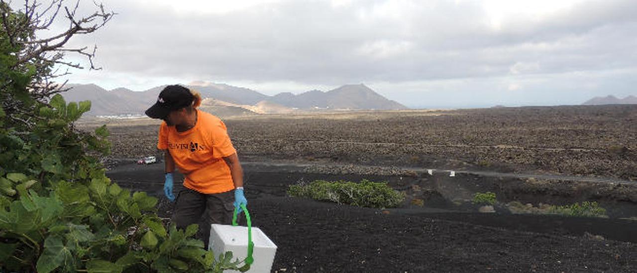 Recolección de higos en una finca lanzaroteña por una empleada de Grevislan.