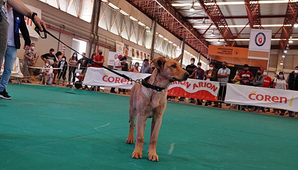 Un cachorro de Can de Palleiro en pista durante el concurso.