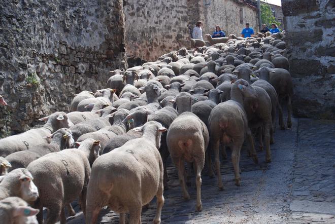 Ovejas trashumantes