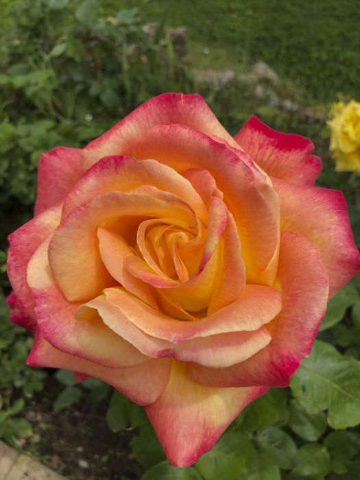 En un jardi de Moià. Aquesta preciosa rosa amb de tonalitas fa recordar els dies de primavera.