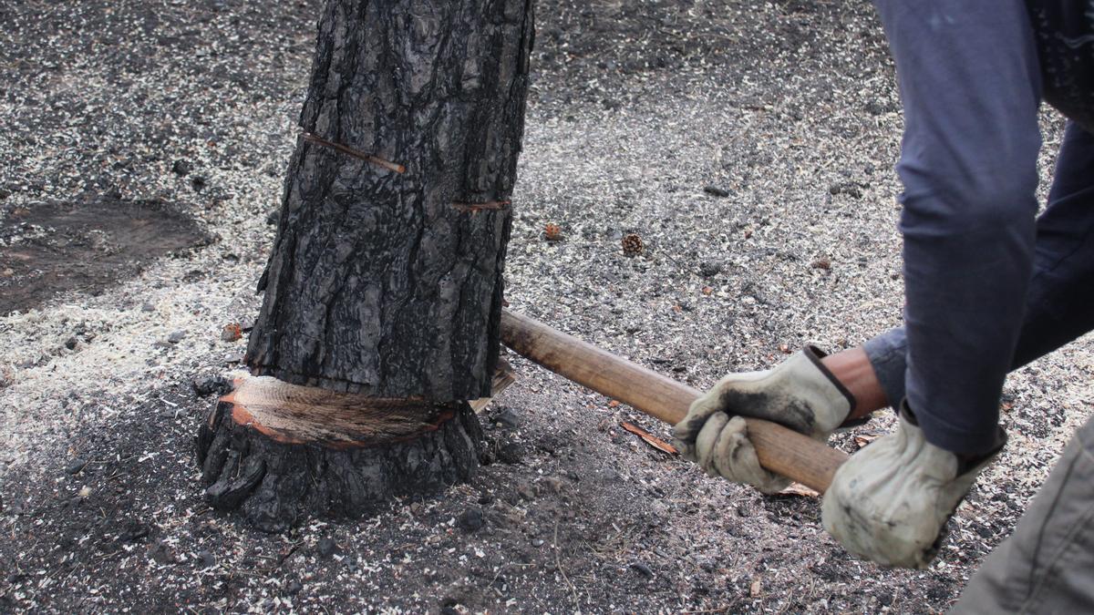 Un vecino tala un árbol en Villardeciervos.