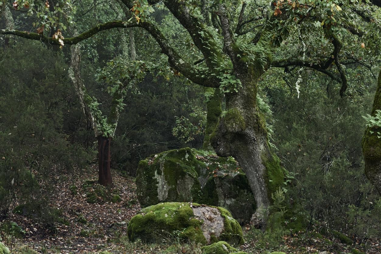 Parque Natural de los Alcornocales en Cádiz.