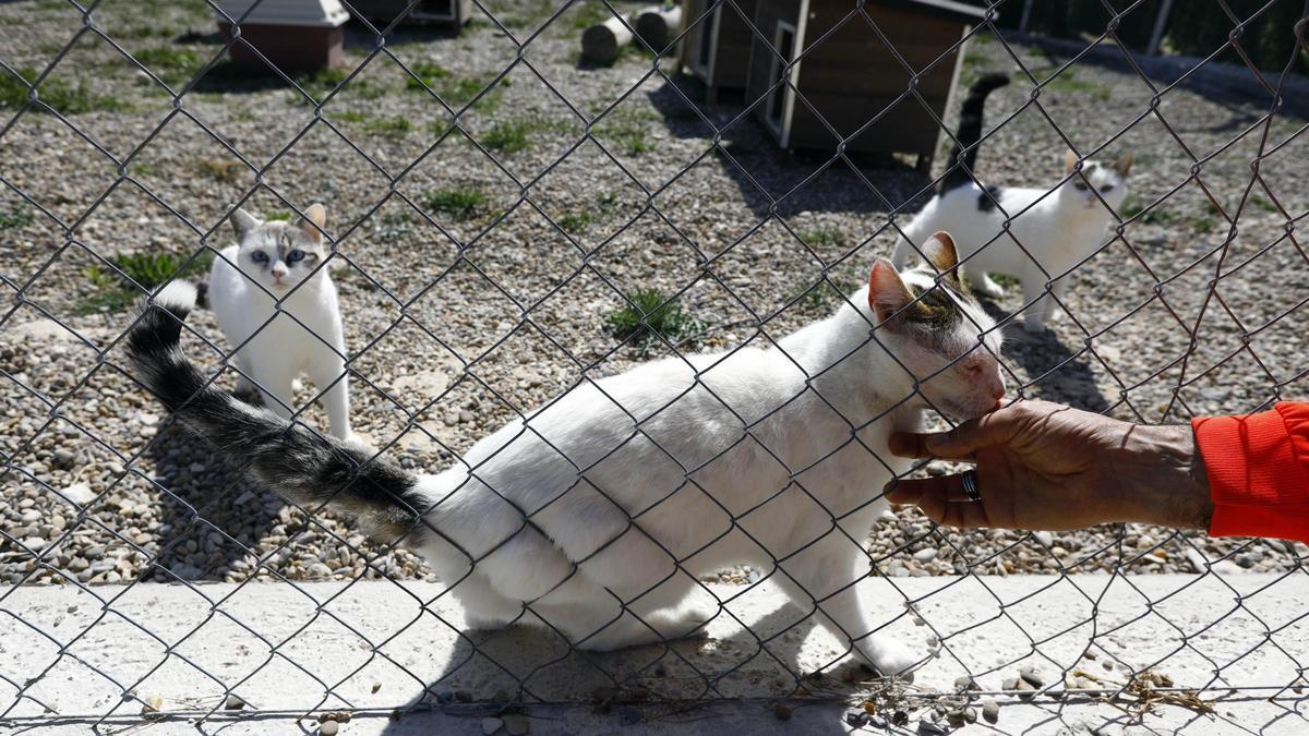 Un felino a la espera de ser adoptado en el centro de protección animal del Ayuntamiento de Zaragoza.