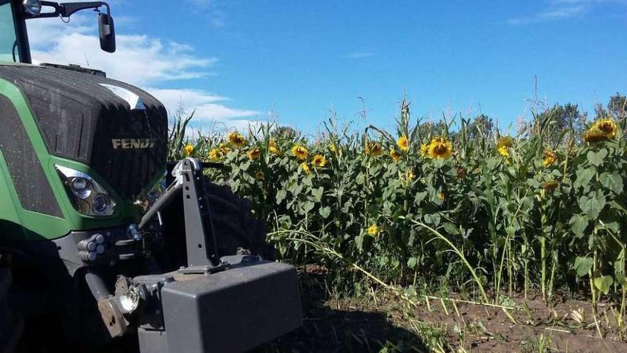 Vista de uno de los tractores de O Rodo en el ensilado de maíz y girasoles.