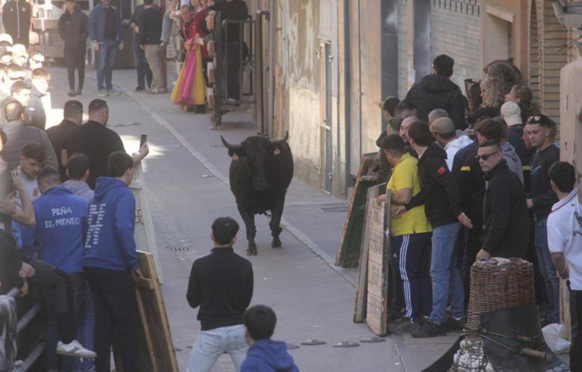 Suelta de vacas por las calles de Gallur.