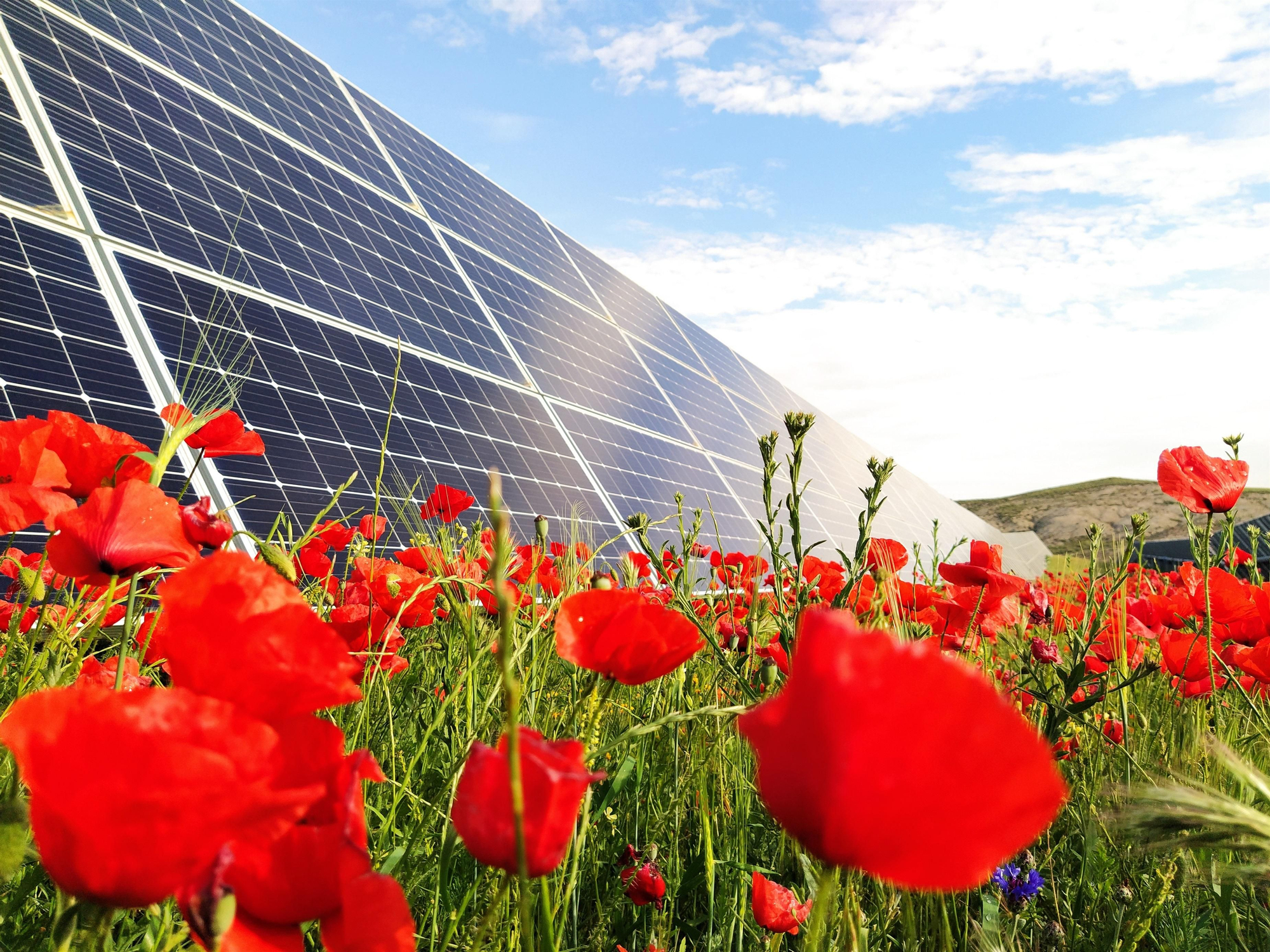 Un parque de energía fotovoltaica.