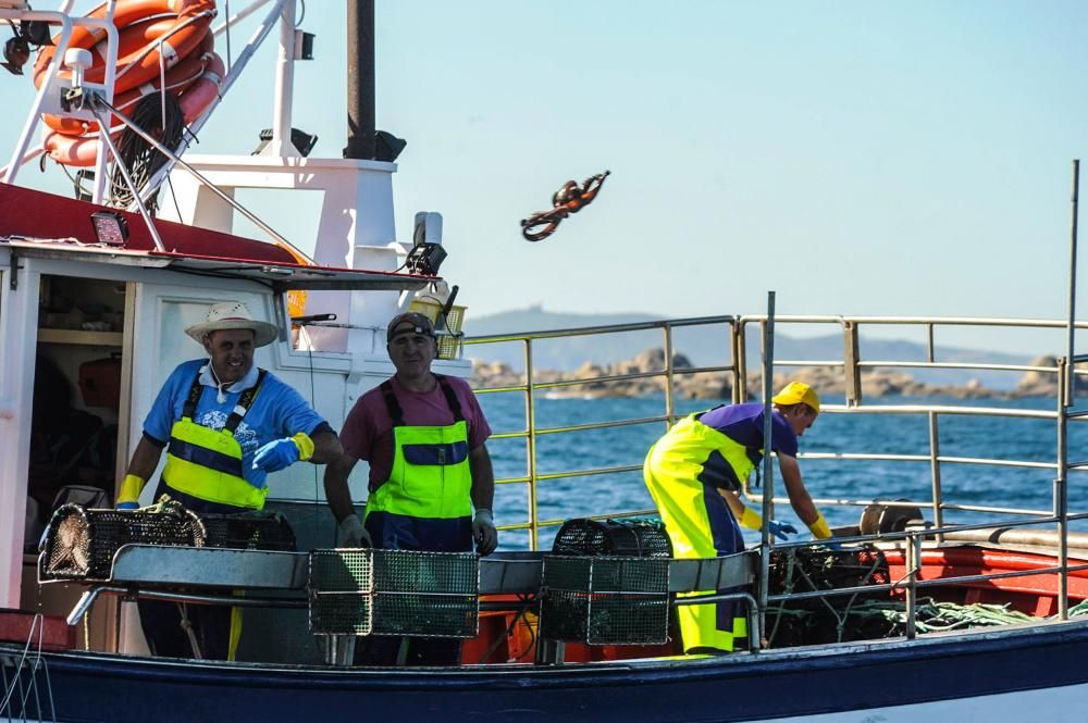 El pulpo, esquivo en Arousa