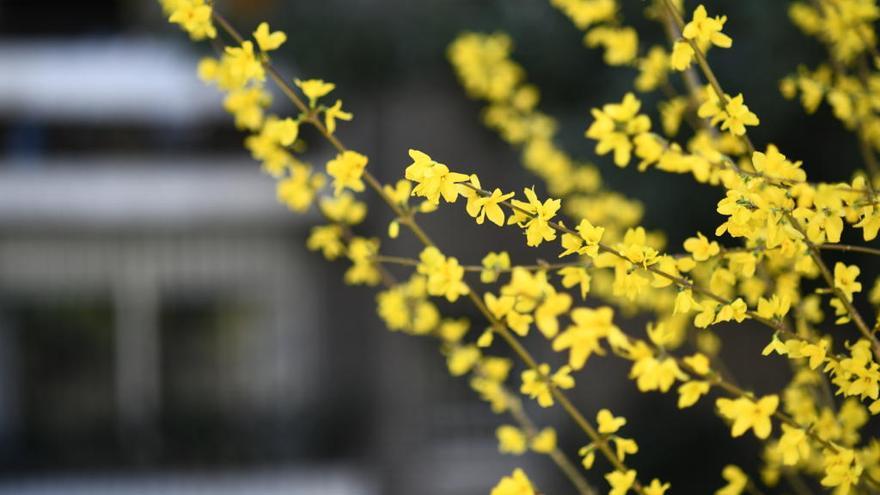 Los lienzos de la primavera