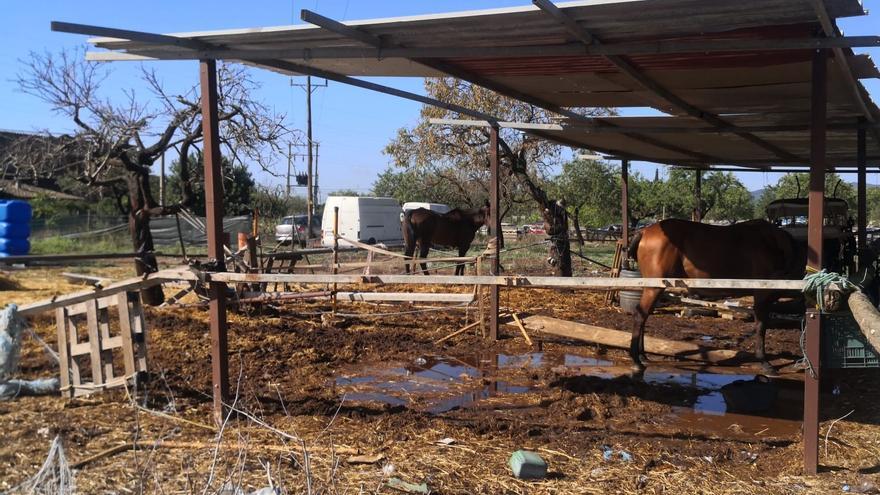 Progreso en Verde critica que caballos de galeras de Palma &quot;malviven&quot; en un establo en Sa Indioteria