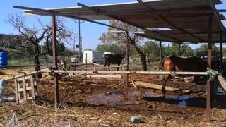 Progreso en Verde critica que caballos de galeras de Palma "malviven" en un establo en Sa Indioteria