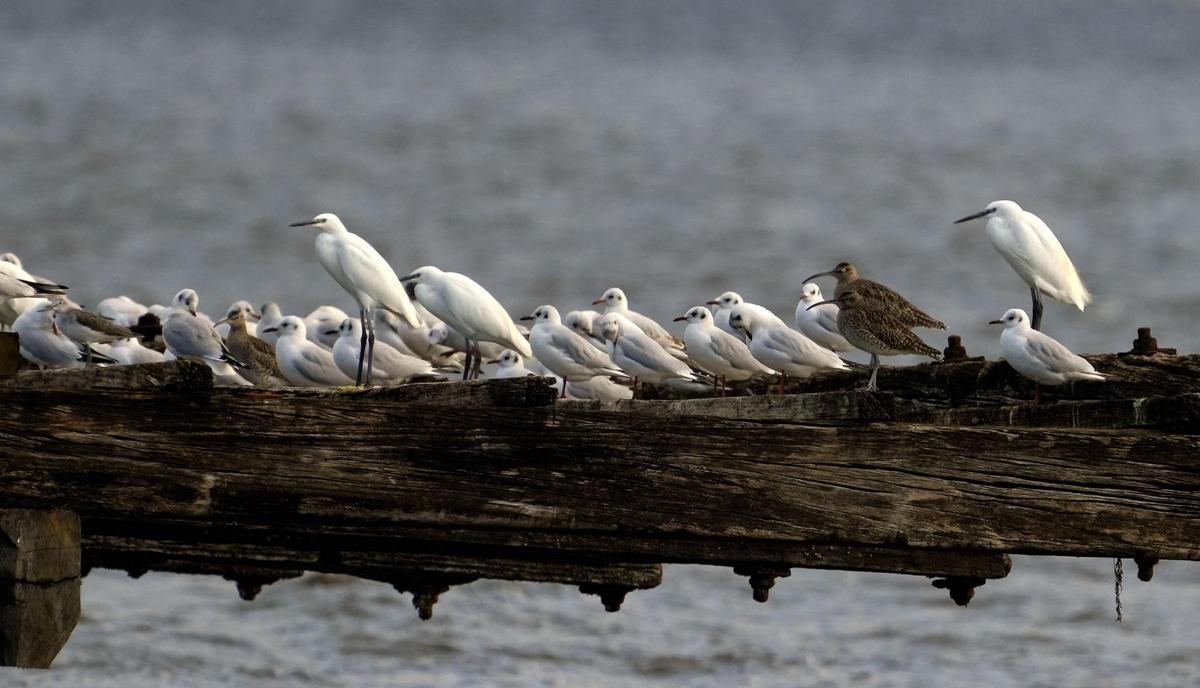 Aves avistadas en la primera expedición del año a bordo del "Chasula". Aves avistadas en la primera expedición del año a bordo del "Chasula".