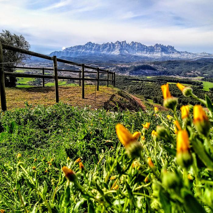 Verdejant. Bona arribada de color i verdor quan tot just entrem a la primavera