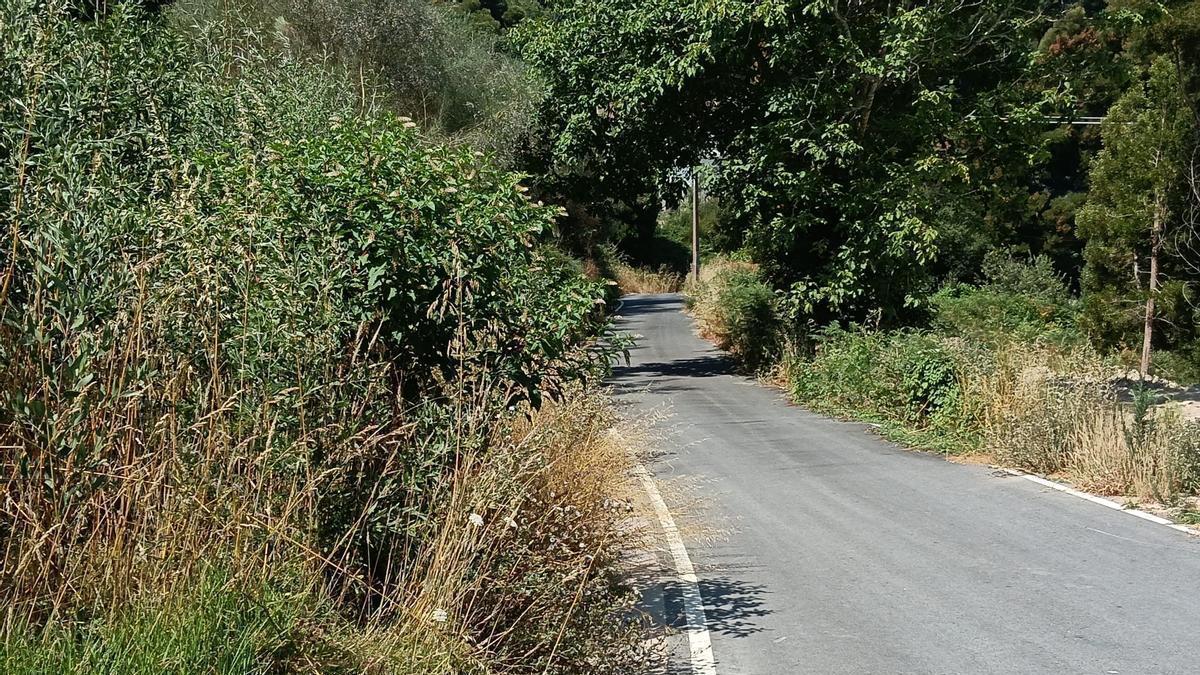 Maleza en el vial del área de autocaravanas de Achadiza.