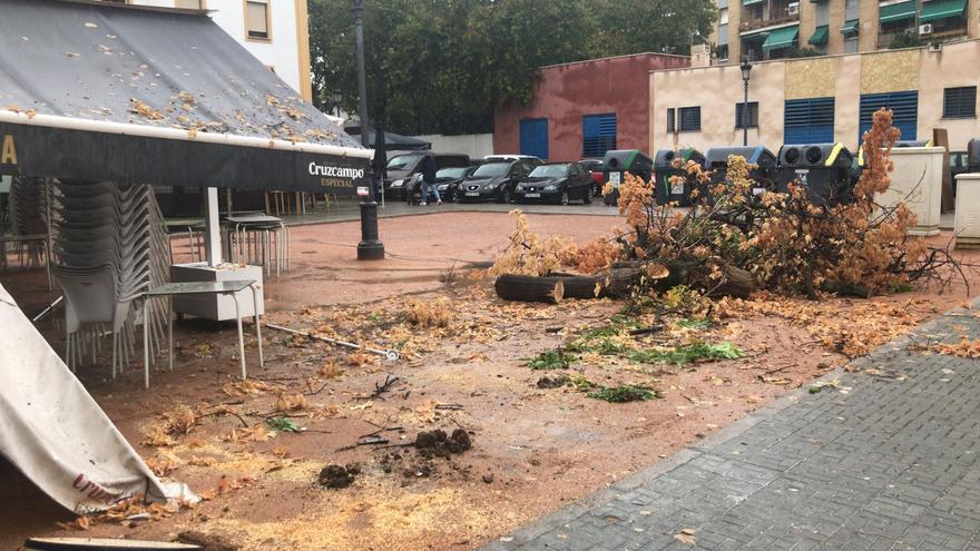 La lluvia deja en Córdoba caída de árboles y accidentes de carretera
