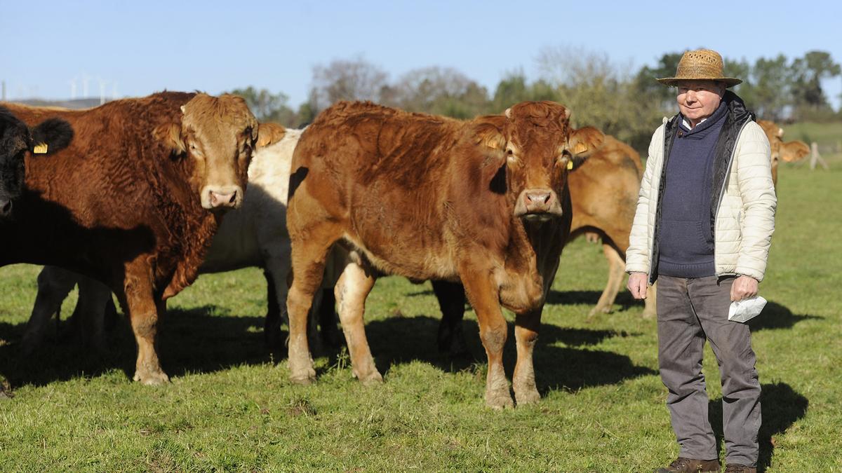 El jubilado Emerio Souto, con las vacas de su granja en un prado, en Lalín