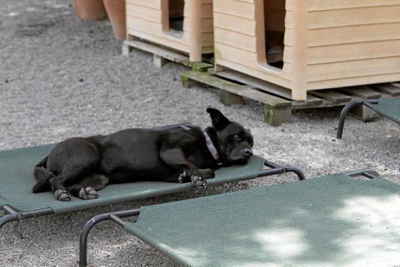 Seit über 30 Jahren betreibt Josefi na Vivancos in Pollença ein Hundeasyl. Zum Tierschutz kam die Mallorquinerin eher zufällig. Heute lebt sie mit 40 Hunden auf einer Finca und hat Hunderten von Vier