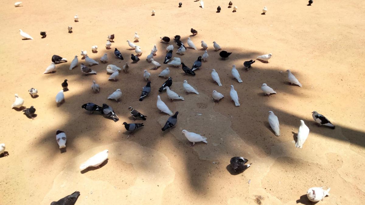 Palomas se refugian en la sombra de una palmera en el Parque de María Luisa en Sevilla