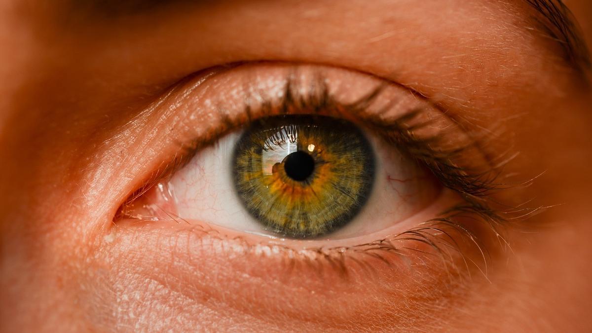 Nuestros ojos son una verdadera proeza evolutiva.
