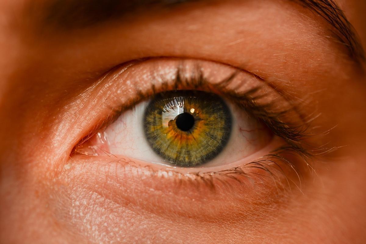 Nuestros ojos son una verdadera proeza evolutiva.