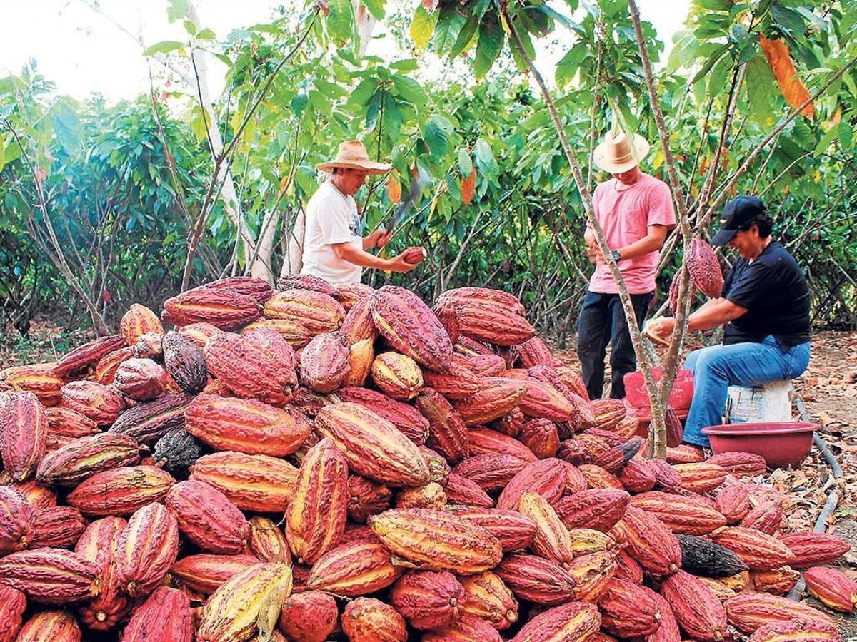 Agricultores del cacao