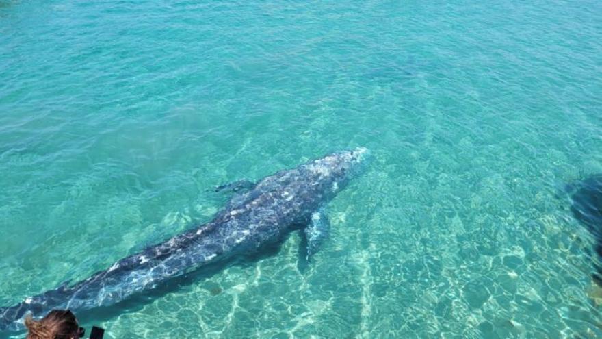 Imagen de Wally, una ballena gris que está siendo avistada en distintos puntos del Mediterráneo los últimos días.