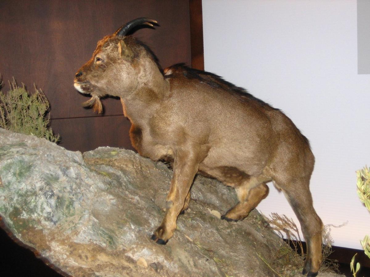 Ejemplar de 'Myotragus balearicus'.