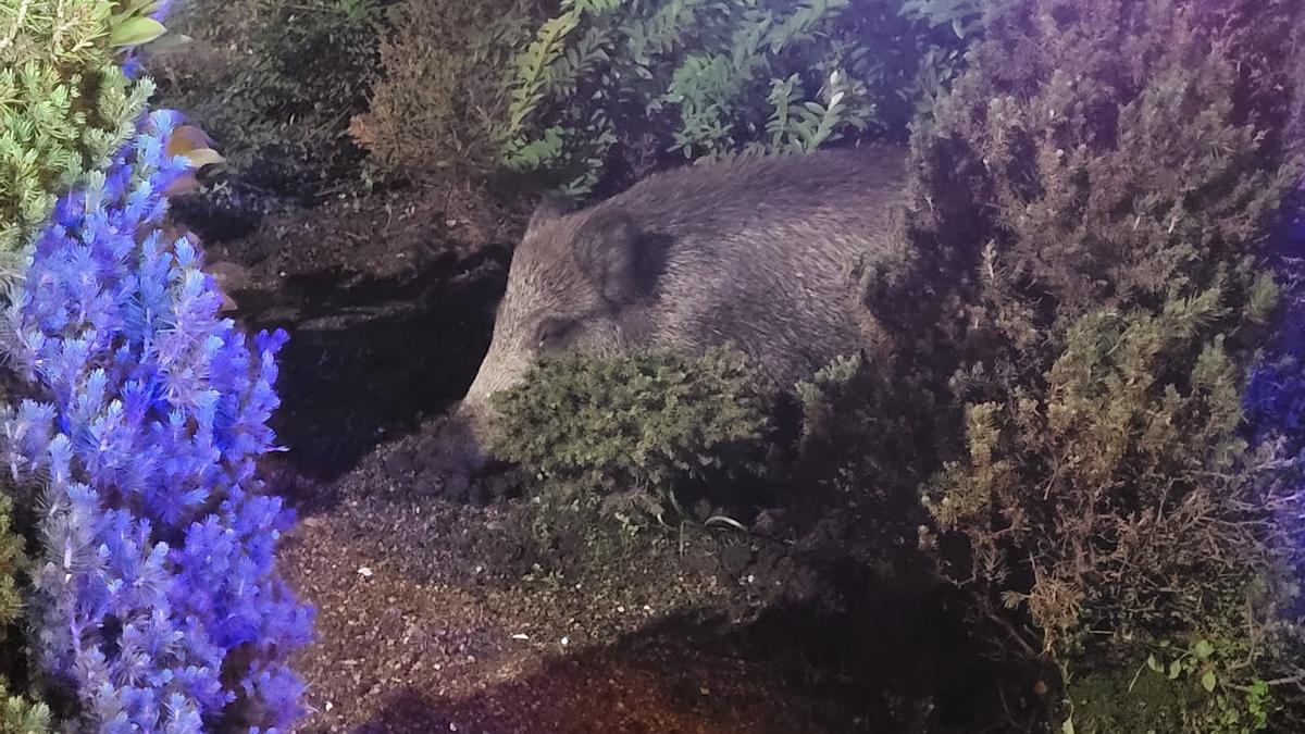 Los jabalíes se dan un garbeo por el centro de Vilagarcía