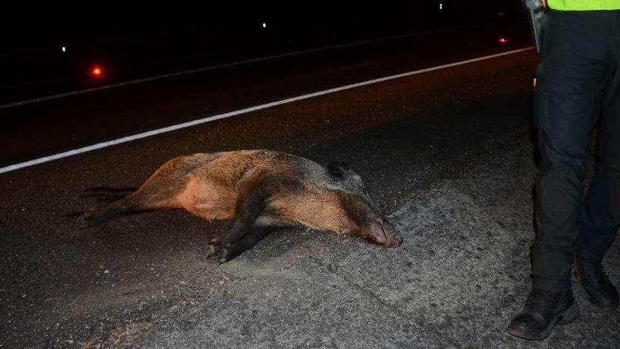 Uno de los jabalíes muertos en el accidente en el vial de acceso al corredor en A Rúa. // Gonzalo Núñez