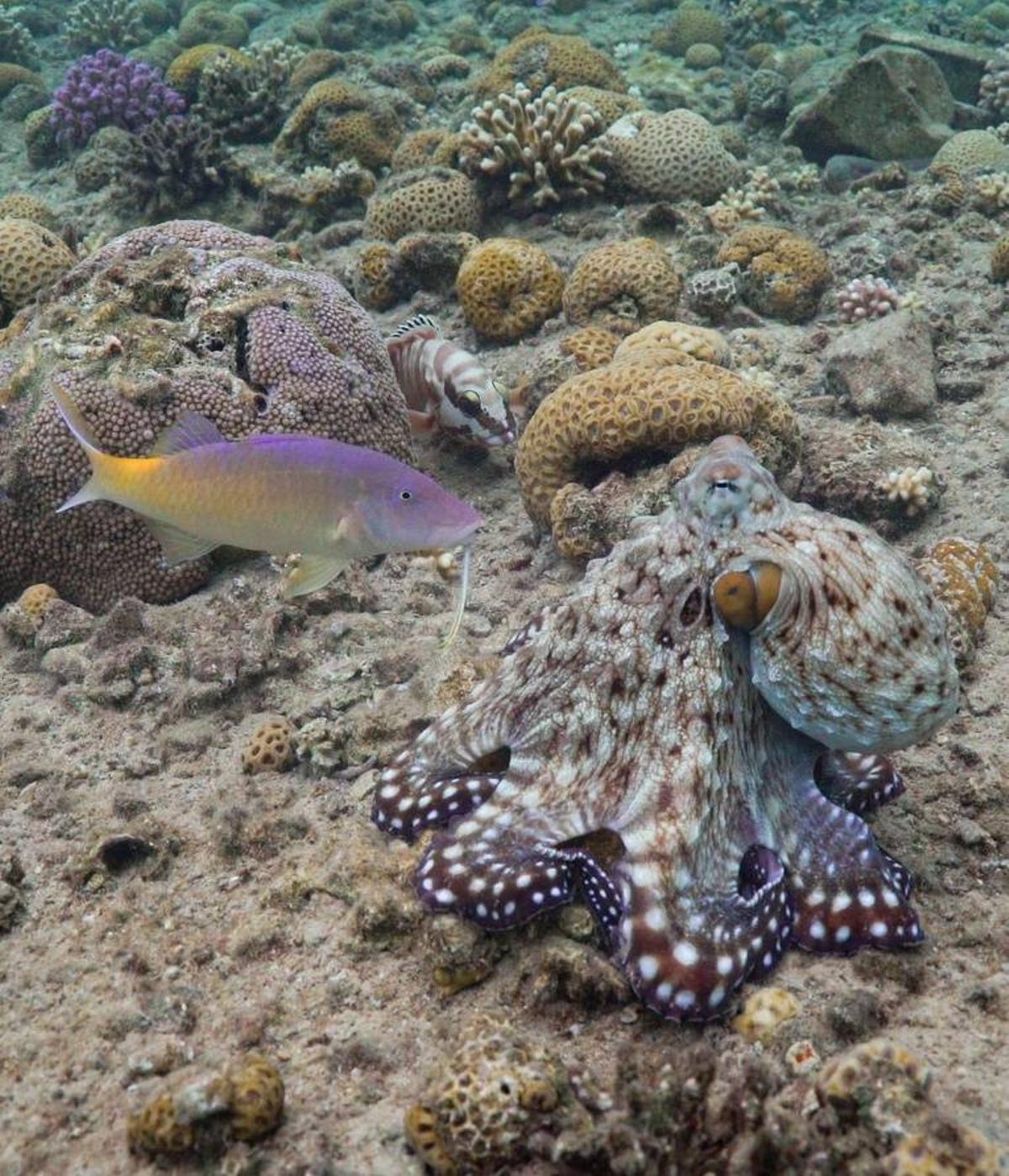 Un pulpo junto con un pez con el cazan juntos