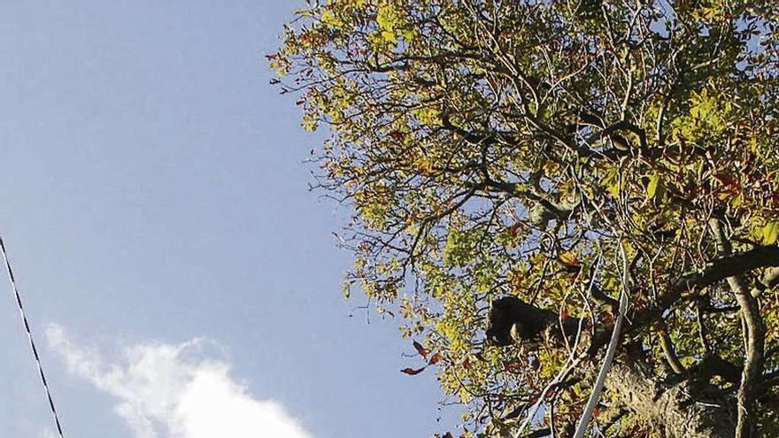 Retirada de un nido de avispa velutina en la finca de Briz. // S.A.